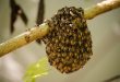 Wild Beehive - Honeybees' Natural Defense Against Threats