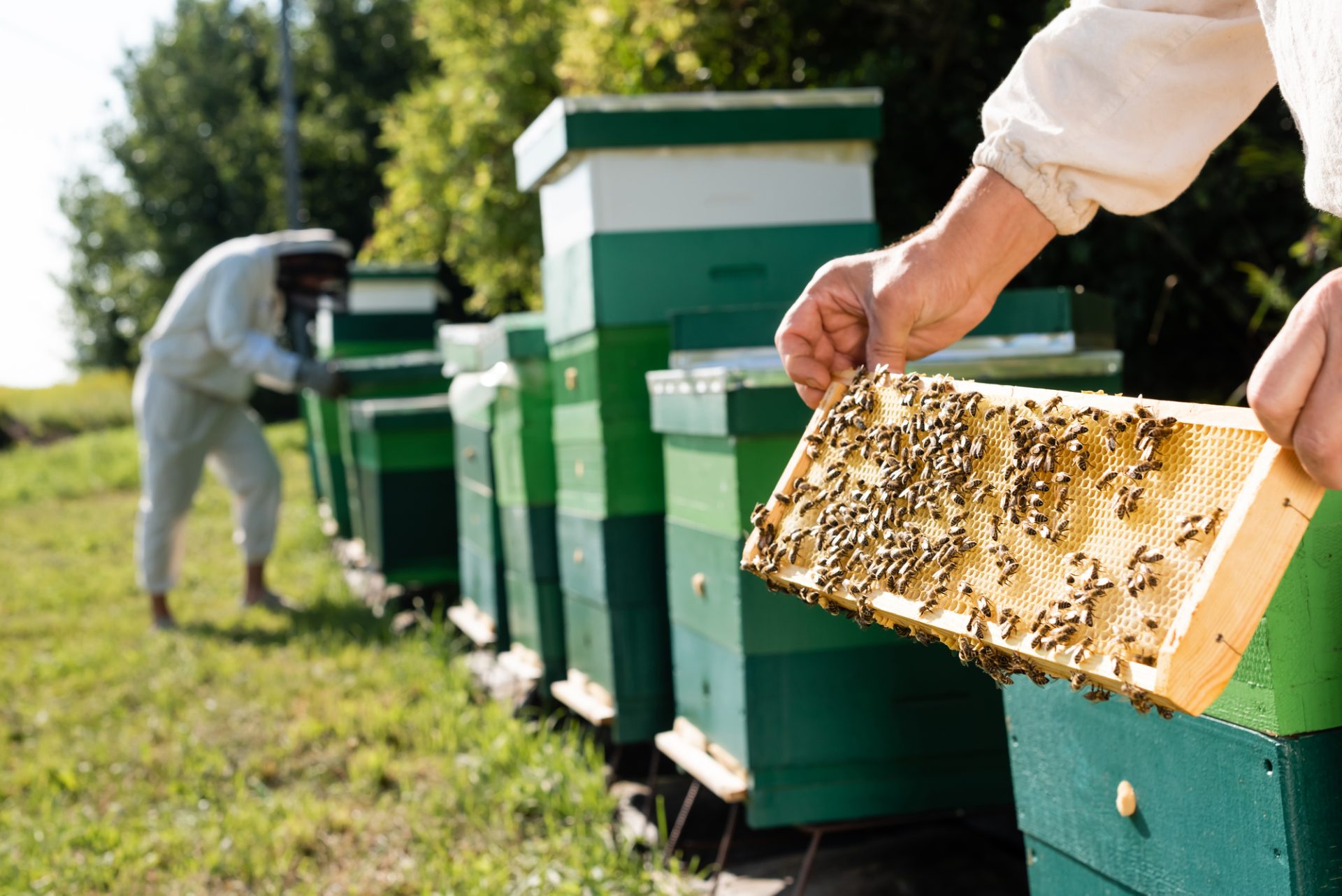 Beekeeping Integrated Pest Management