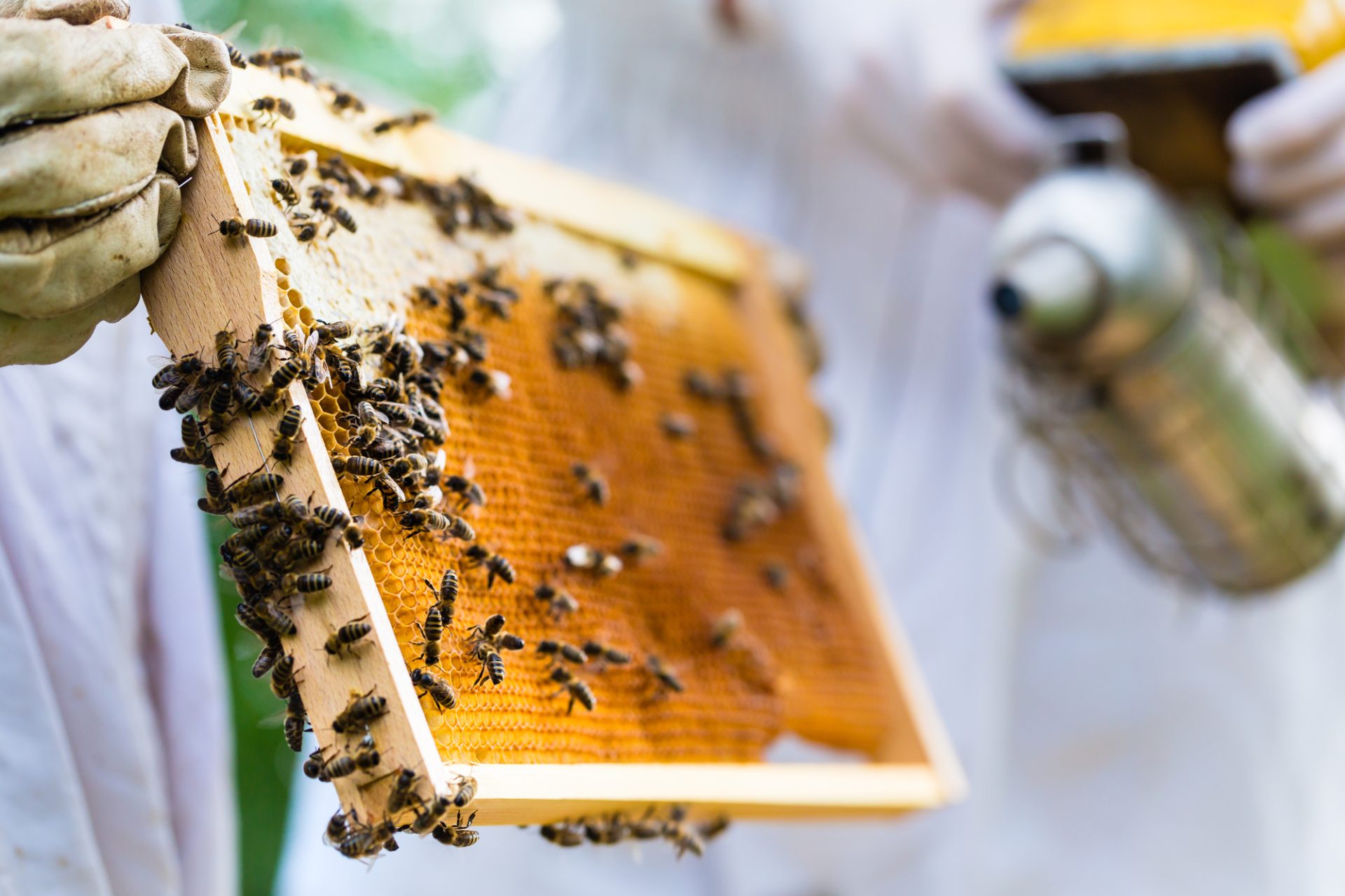 4-Tier Approach of Integrated Pest Management in Beekeeping