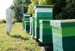 Integrated Pest Management for Beekeeping