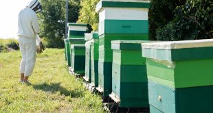 Integrated Pest Management for Beekeeping