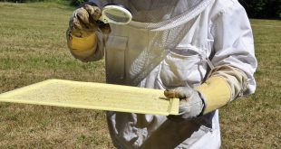 Varroa Sensitive Hygiene in Honeybee Colonies