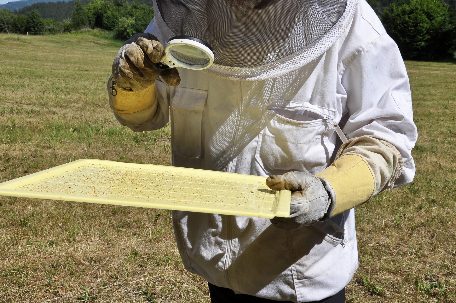 What’s Varroa Delicate Hygiene in Honeybee Colonies?