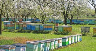 How Profitable is Beekeeping - Apiary with Many Beehives