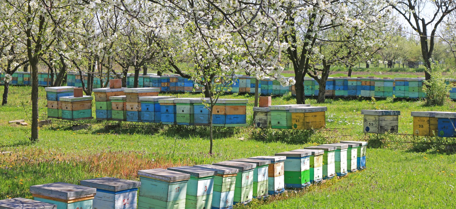 Apiary with Many Beehives