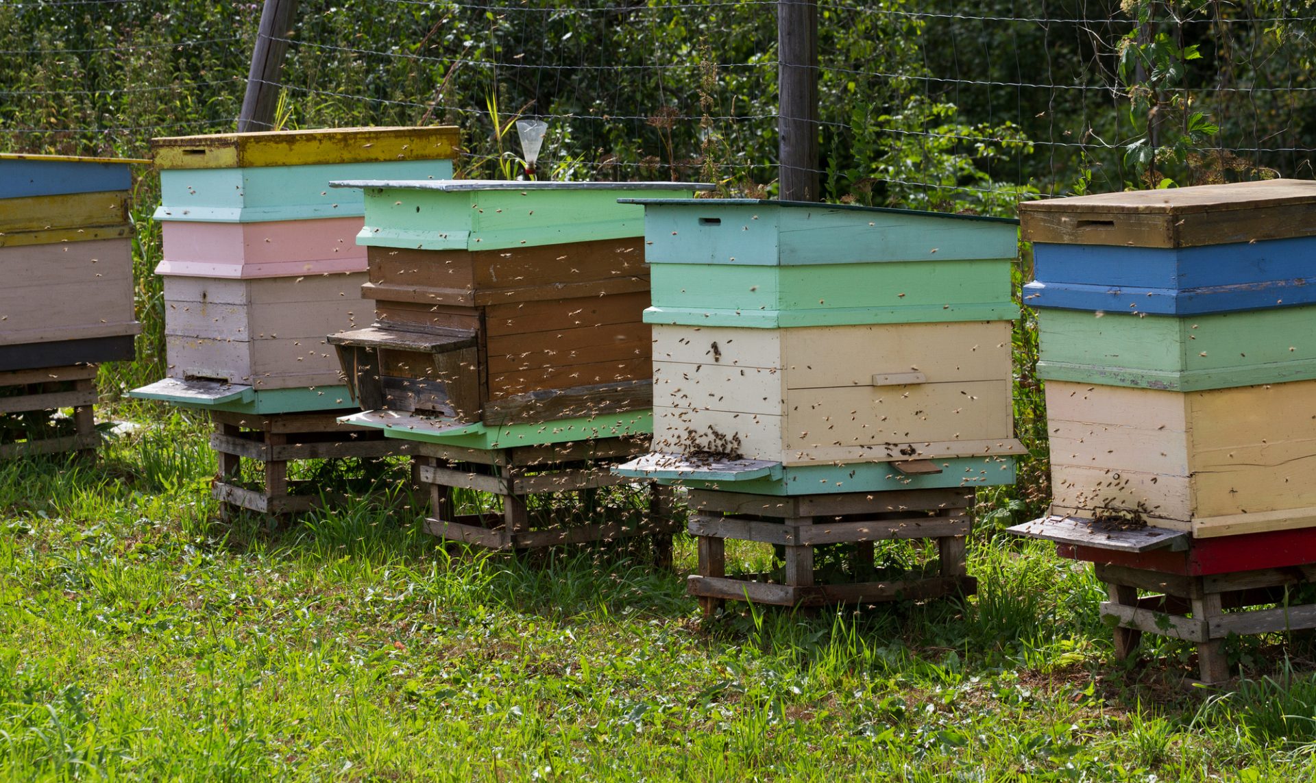 Honeybee Colonies