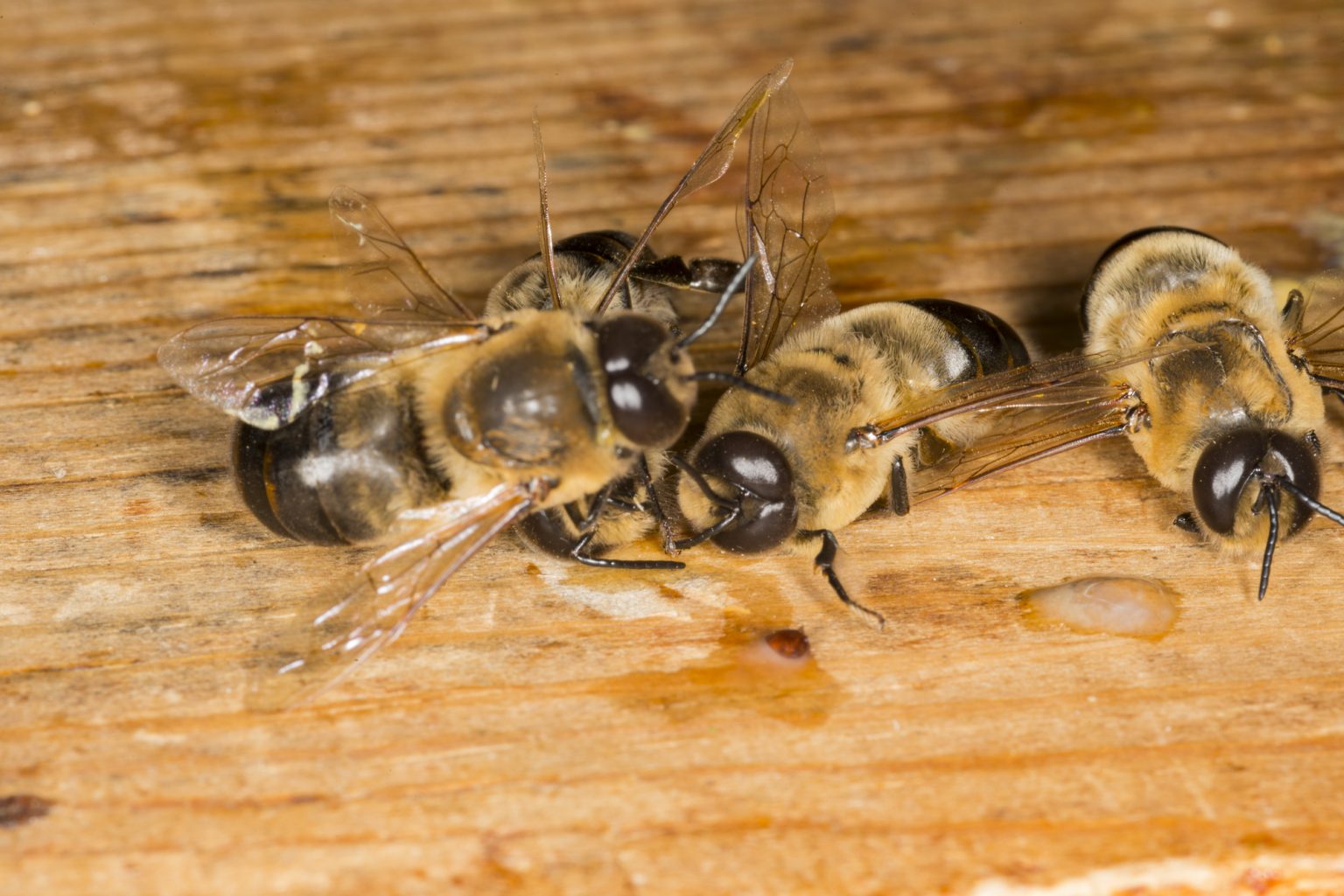 Rearing Drone Bees in Beekeeping