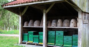 Medieval Beekeeping - Medieval skep beehives and modern Langstroth beehives.