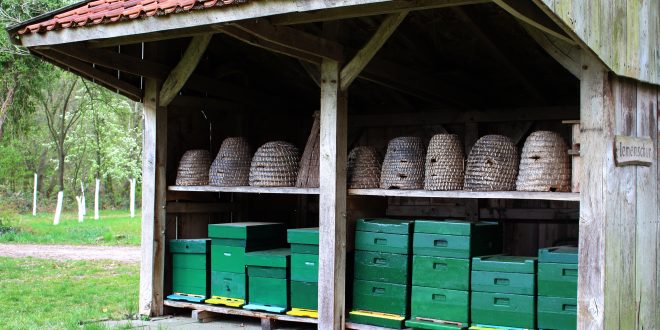 Medieval Beekeeping - Medieval skep beehives and modern Langstroth beehives.