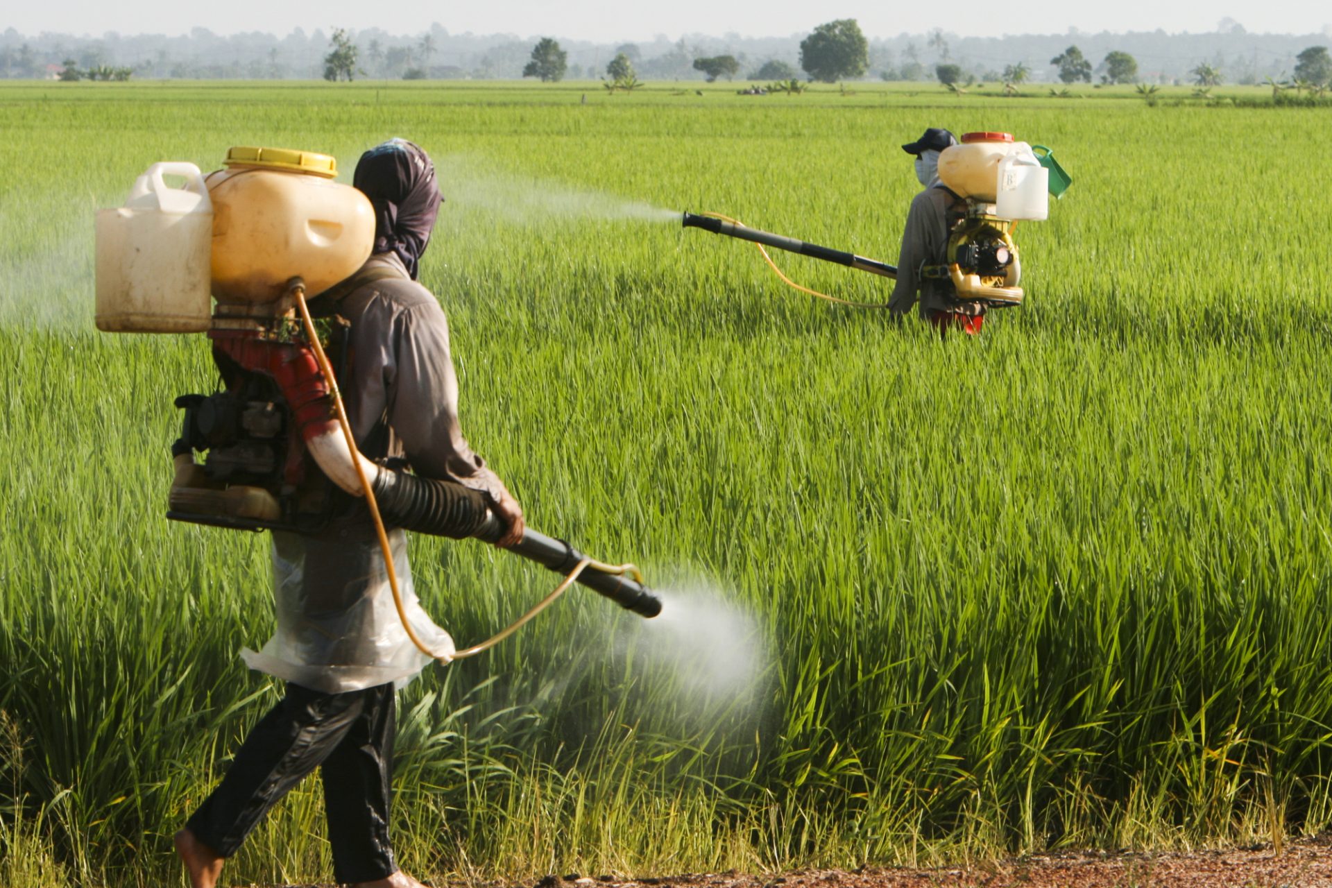Удобрения в сельском хозяйстве. Удобрения и пестициды. Пестициды и гербициды. Химикаты в сельском хозяйстве. Загрязнение почв удобрениями