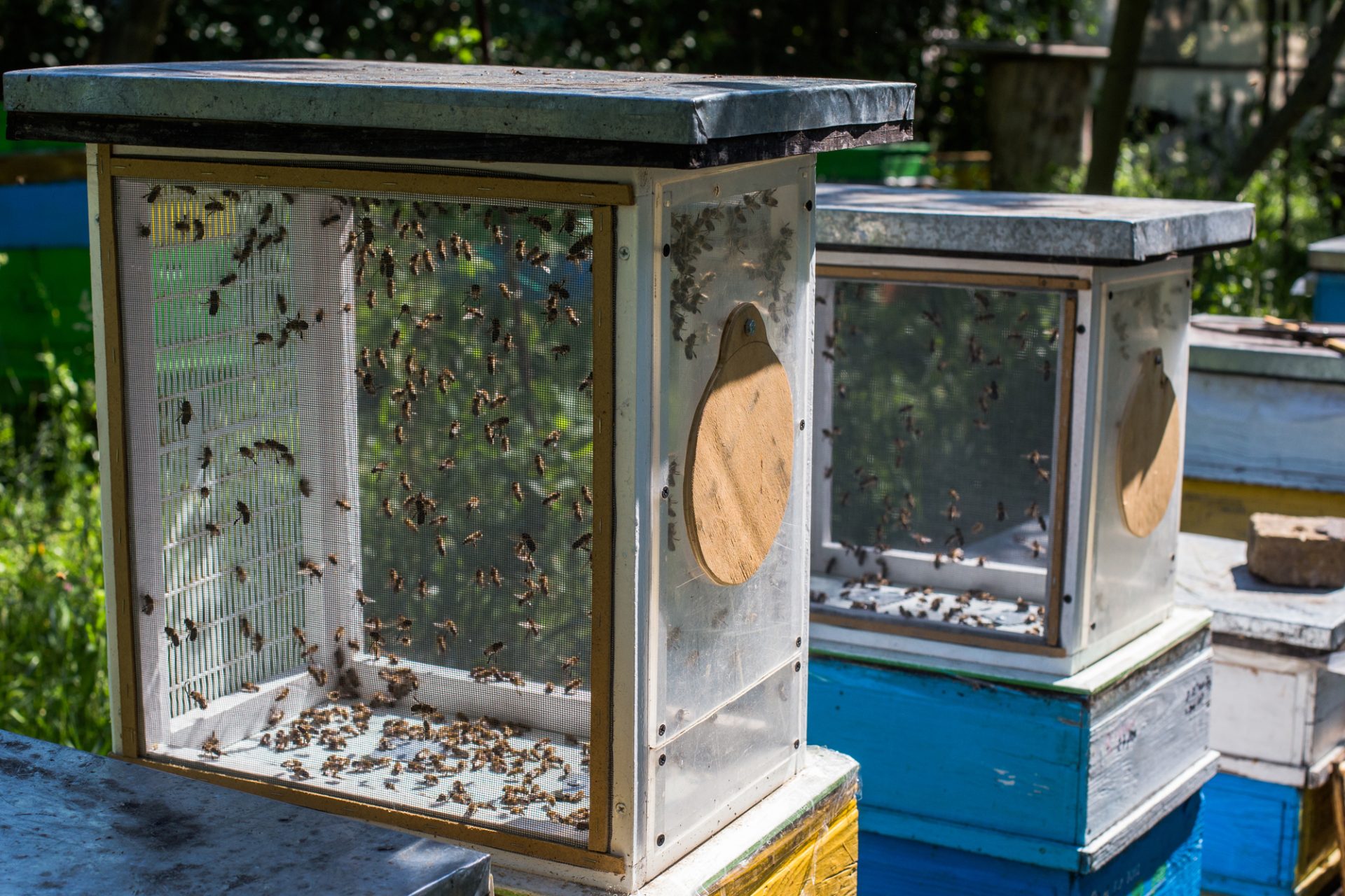 Rearing Drone Bees in Beekeeping