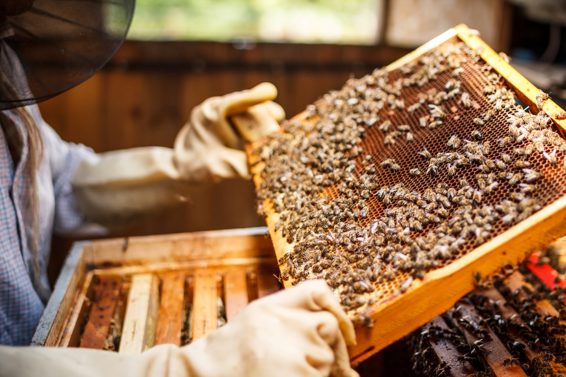 How Profitable is Beekeeping - Typical Beekeeping Salary