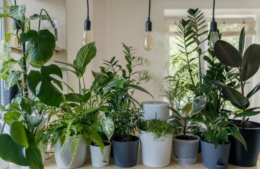 Simple-to-Develop Houseplants for a Inexperienced Thumb Get started
