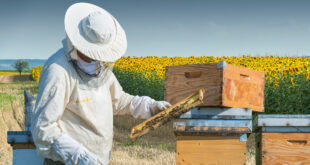Frequently Asked Questions About Beekeeping