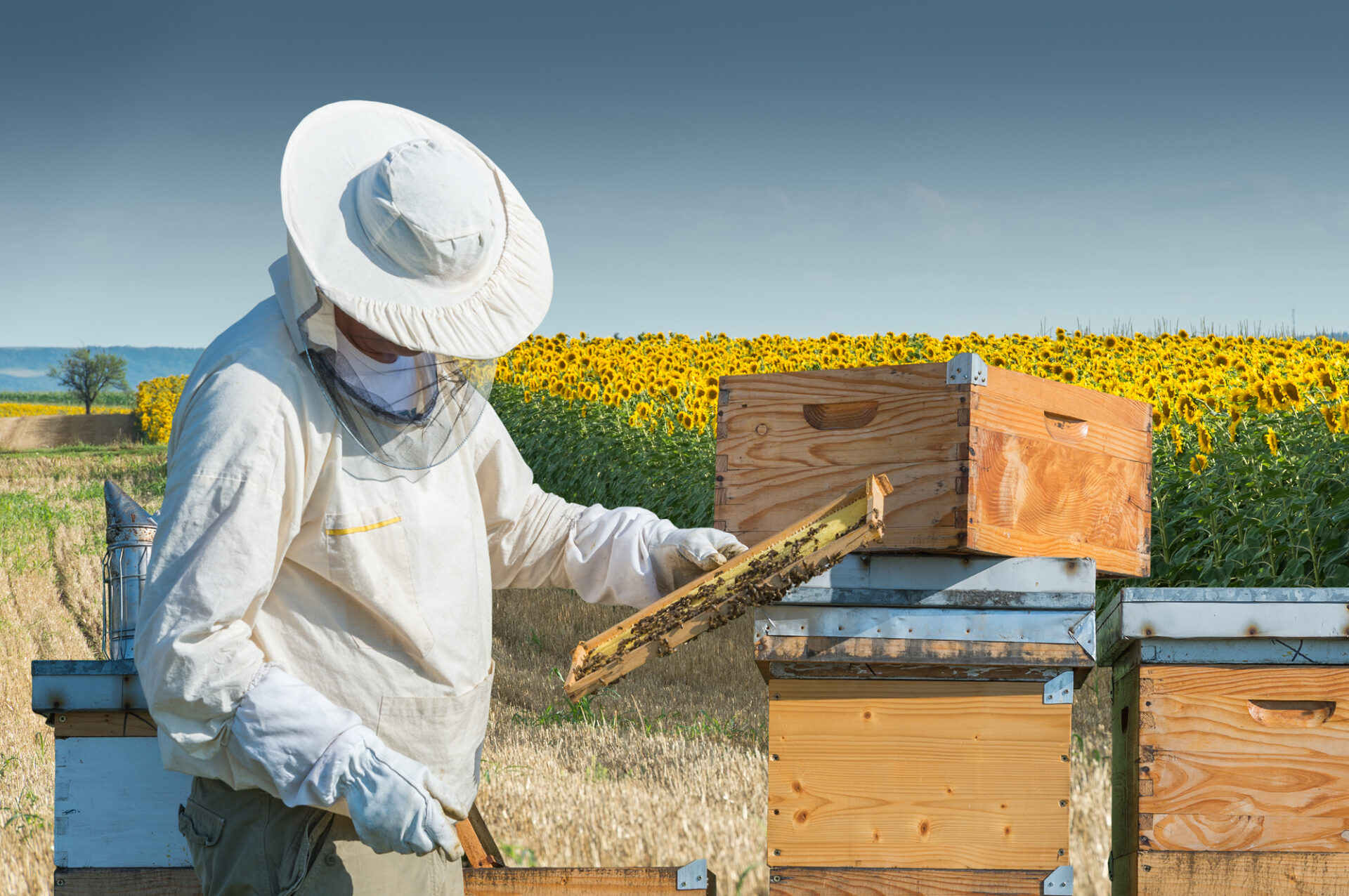 Continuously Requested Questions About Beekeeping