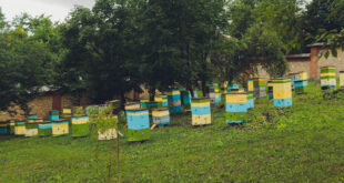 Beekeeping in Jamaica