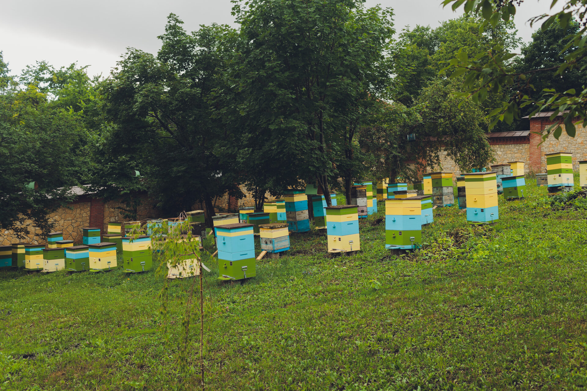 Beekeeping in Jamaica How to Get Started